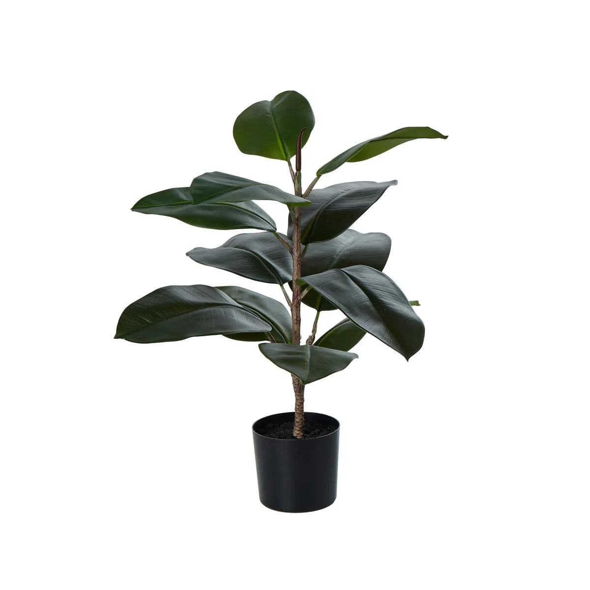Rogue Rubber Tree Green 30x30x60cm - Image 3